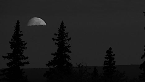 Oregon-Moon-And-Fir-Trees-Pan-And-Zoom
